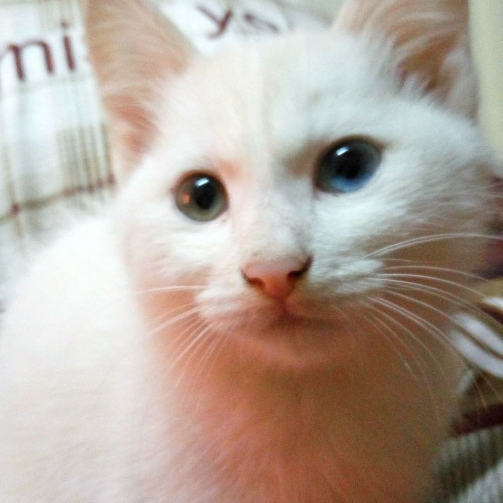 Meet your Posher, Sylvia